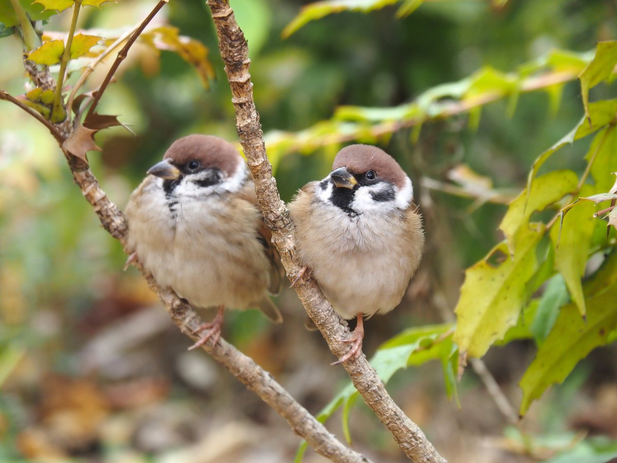 ちゅんちゅん (@chunchu0803) / Posts / X