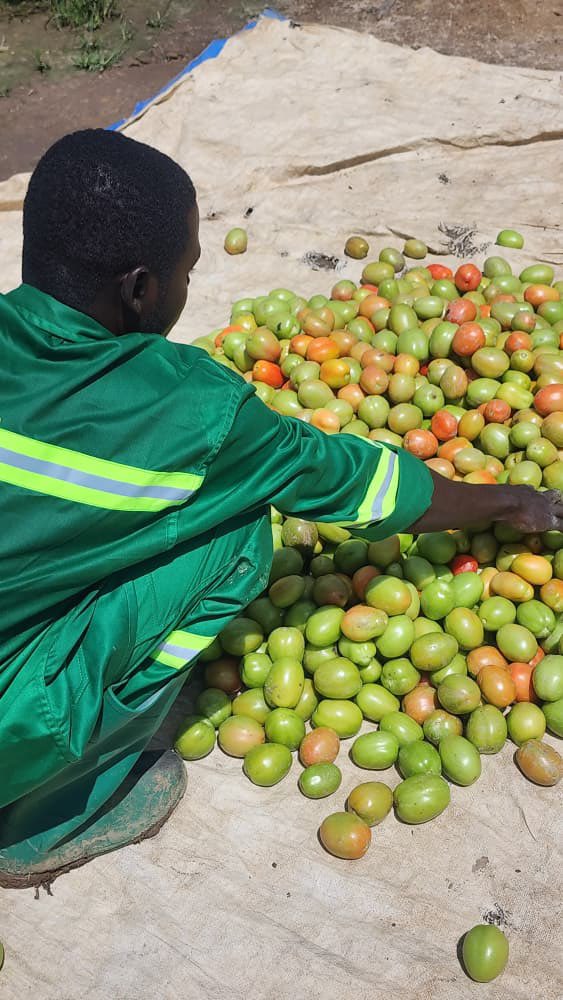 Tomorrow Sarl tweet media