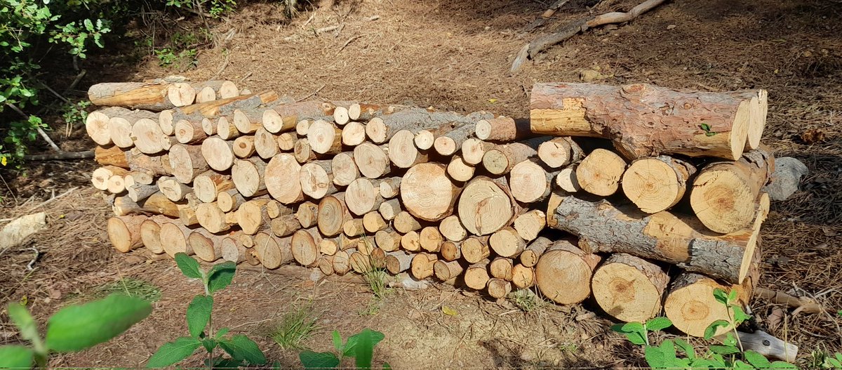 Pila d'#slowllenya en algun lloc dels peus del Montseny, amagada dels follets del bosc. Sembla que durant aquesta època traginen molt.