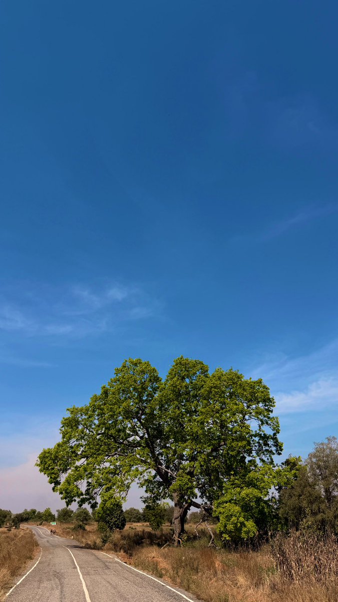 EiiScanty's tweet image. what a beautiful tree 🇬🇭