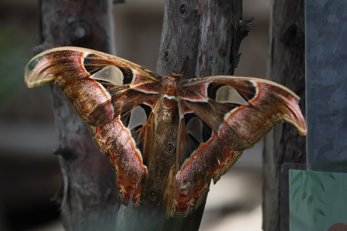 dinobreezy's tweet photo. Good afternoon everyone 👋🏻 Have a great Tuesday with these Atlas Moth (Attacus Atlas) in Dutch 🇳🇱 Atlas Vlinder One of the Largest Butterfly in the world (up to 24cm)
#GoodafternoonX #TuesdayMotivaton #Butterfly #AttacusAtlas #AtlasMoth #Vlindorado #photography
#gknfotografie https://t.co/eRjQGJSTOT