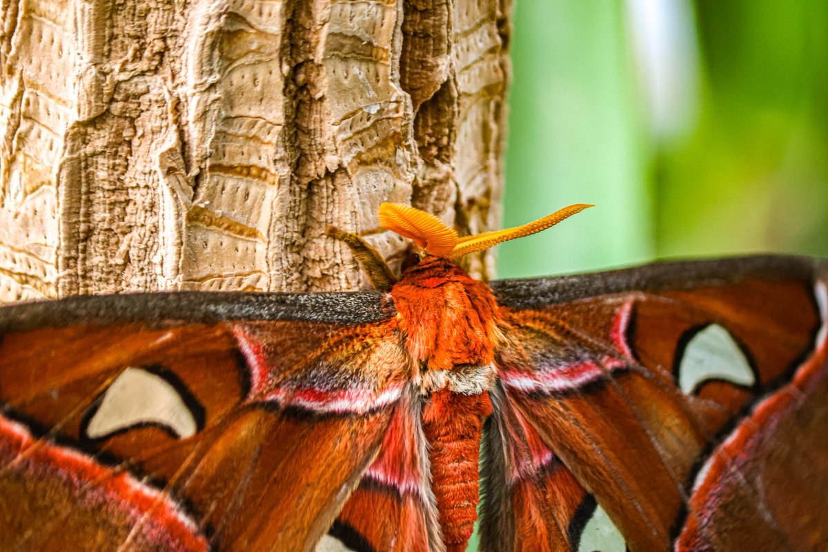 dinobreezy's tweet photo. Good afternoon everyone 👋🏻 Have a great Tuesday with these Atlas Moth (Attacus Atlas) in Dutch 🇳🇱 Atlas Vlinder One of the Largest Butterfly in the world (up to 24cm)
#GoodafternoonX #TuesdayMotivaton #Butterfly #AttacusAtlas #AtlasMoth #Vlindorado #photography
#gknfotografie https://t.co/eRjQGJSTOT