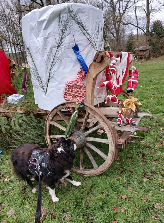 LesleyTither's tweet photo. Rosie and I have been out on a Santa hunt. 'He's definitely been here, mum!' https://t.co/f93YzFE5XS
