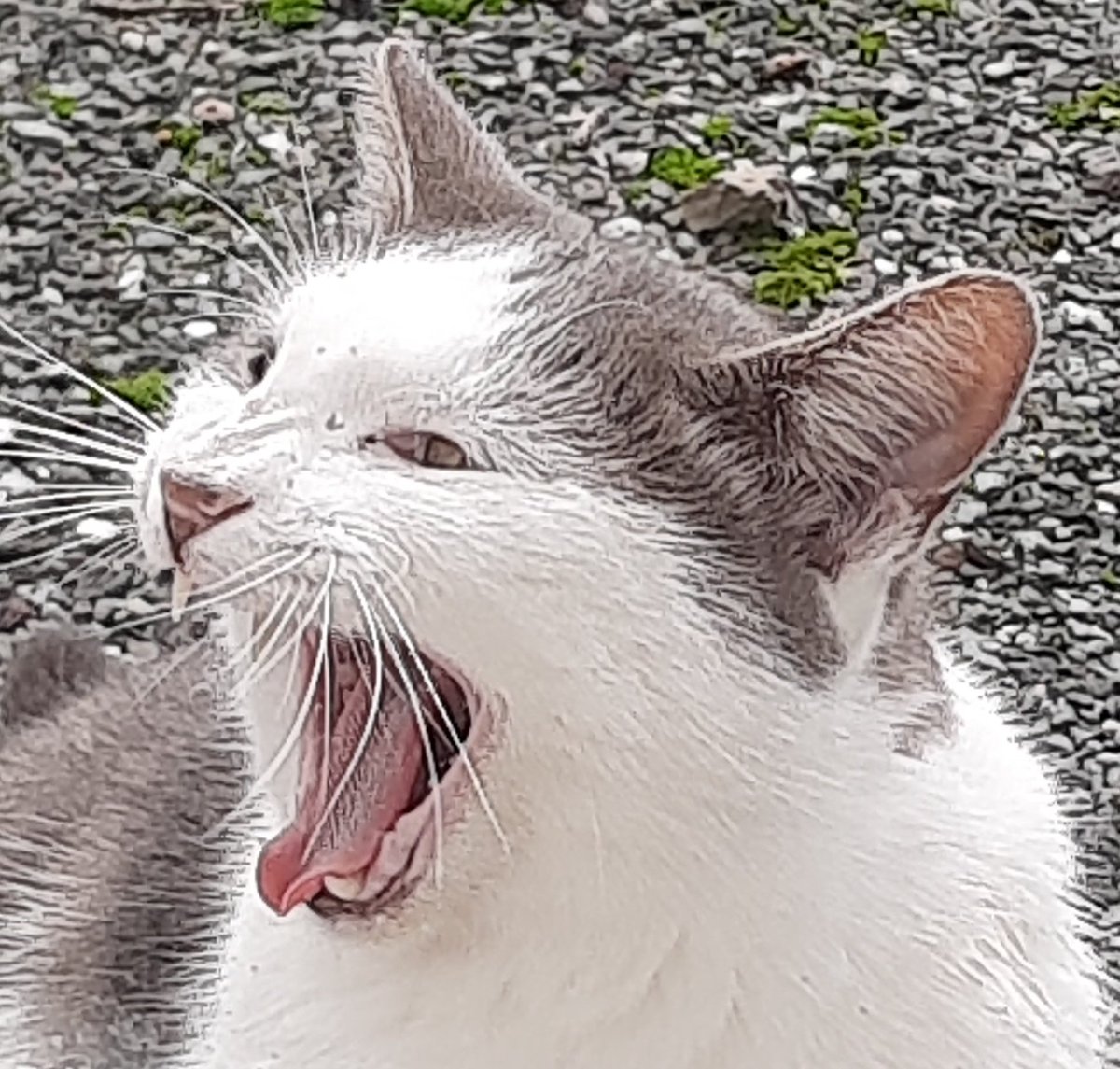 Har-y ~ ✨️🏴🔻 tweet media