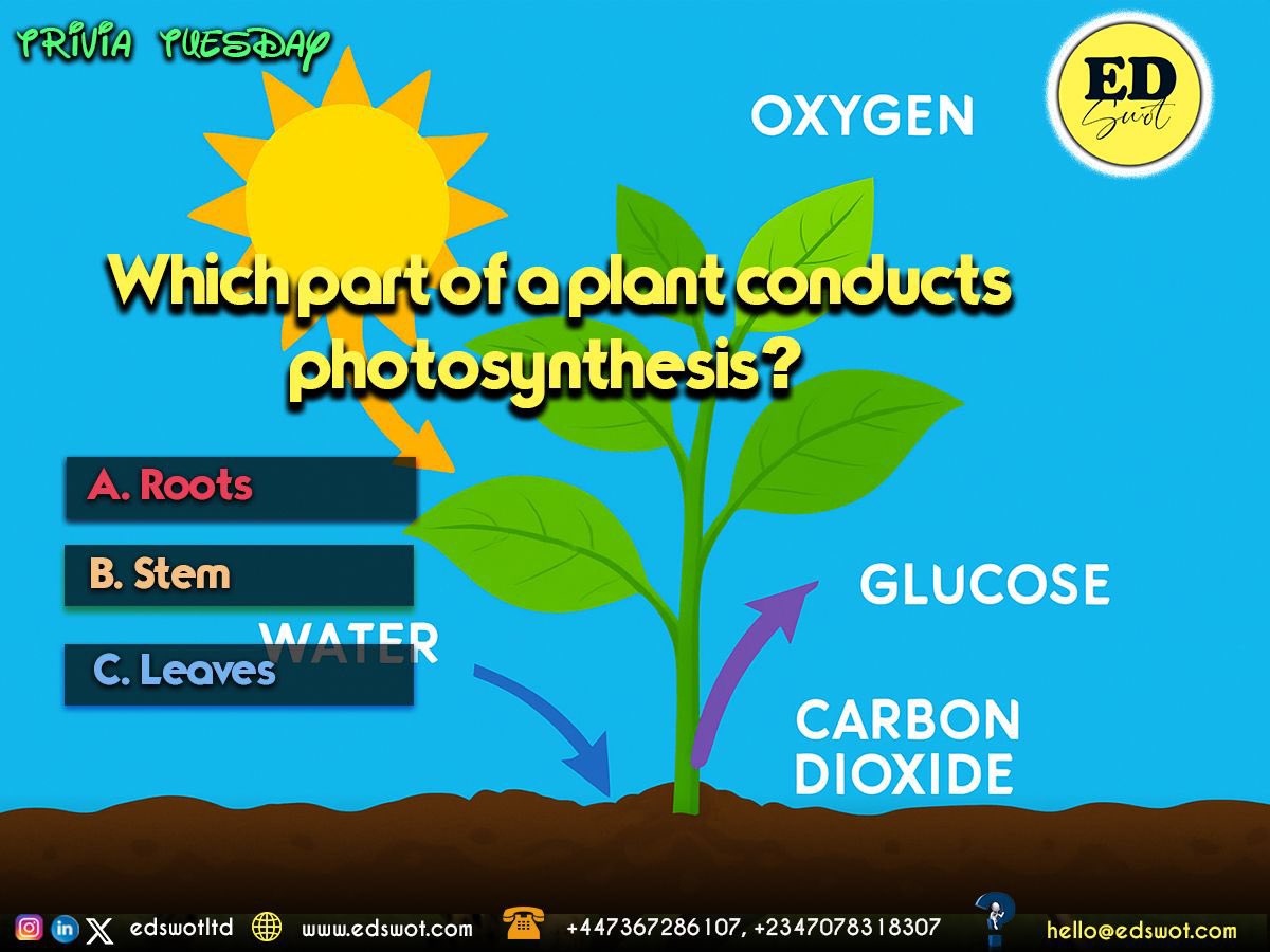 edswotltd's tweet image. #TriviaTuesday
Which part of a plant conducts photosynthesis?
A. Roots
B. Stem
C. Leaves

Answer: Leaves! That’s where plants turn sunlight into energy

Give your child access to fun, world-class learning with Edswot.
👉 edswot.com

#Edswot #LearningIsFun #Education