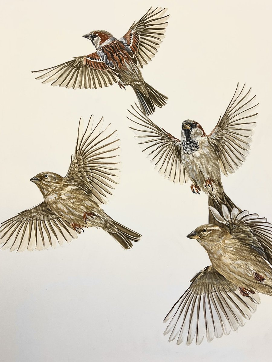 AtelierGeeraets's tweet image. Ik maakte een tekening. Het zijn 6 mussen in vlucht. Ik hoop dat u het iets zult vinden. 

‘Mussing in action’
50 x 65 cm 
Aquarel op papier 

Delen is lief.