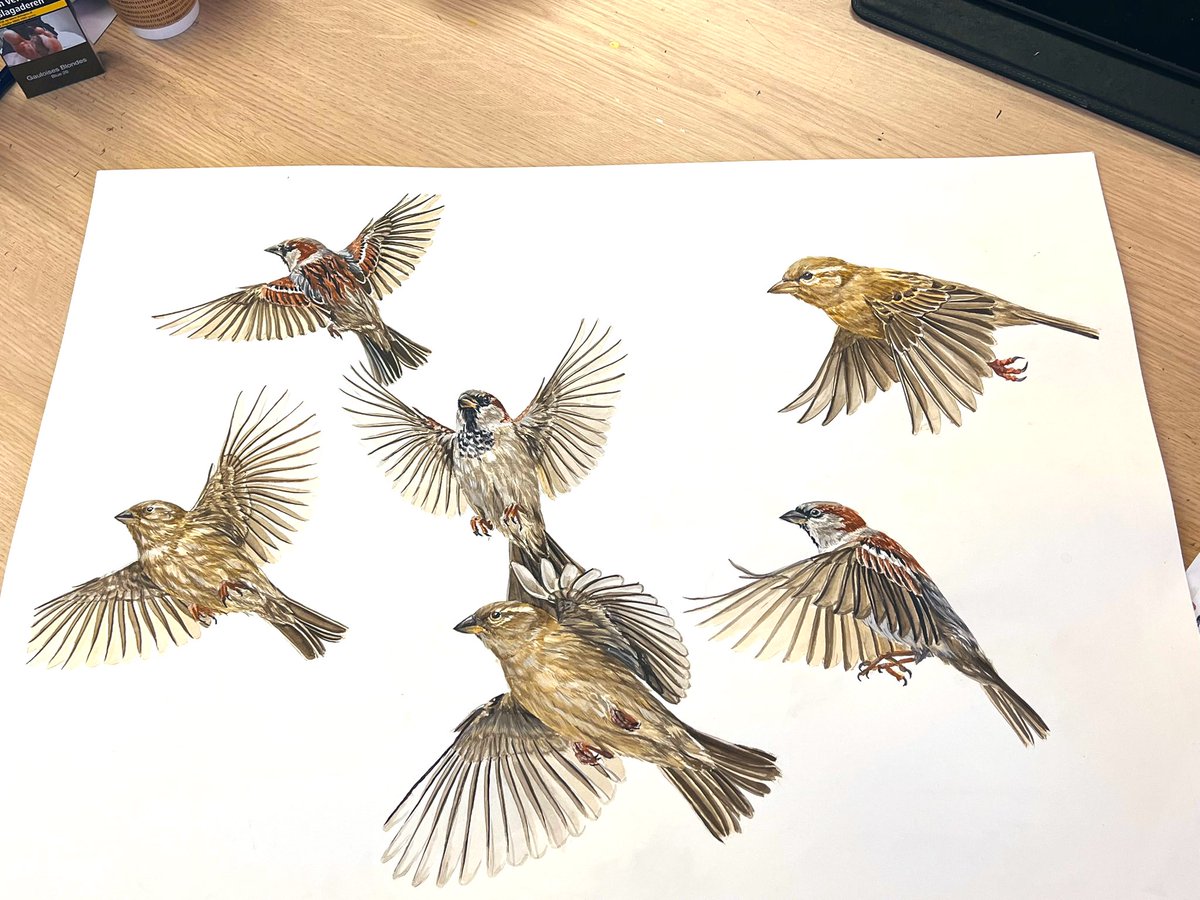 AtelierGeeraets's tweet image. Ik maakte een tekening. Het zijn 6 mussen in vlucht. Ik hoop dat u het iets zult vinden. 

‘Mussing in action’
50 x 65 cm 
Aquarel op papier 

Delen is lief.