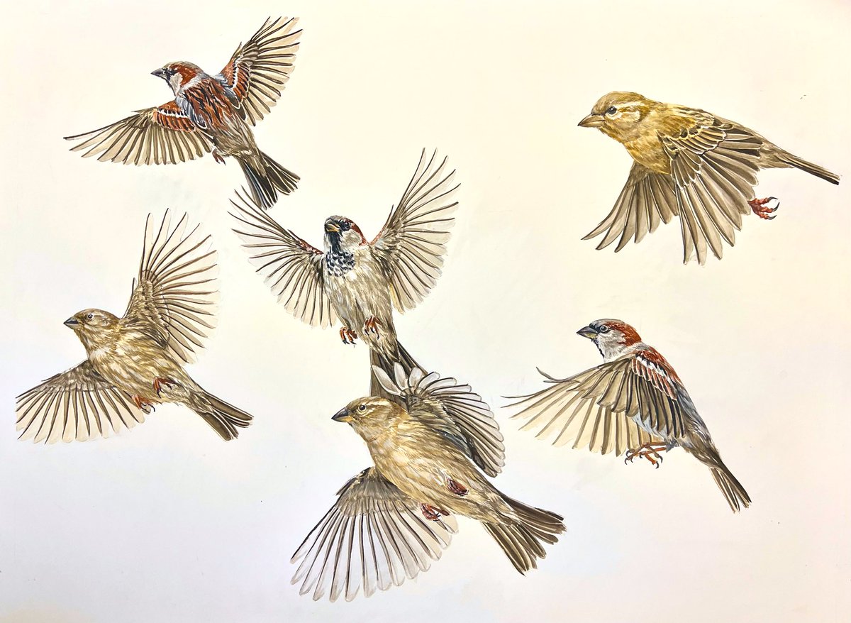 AtelierGeeraets's tweet image. Ik maakte een tekening. Het zijn 6 mussen in vlucht. Ik hoop dat u het iets zult vinden. 

‘Mussing in action’
50 x 65 cm 
Aquarel op papier 

Delen is lief.