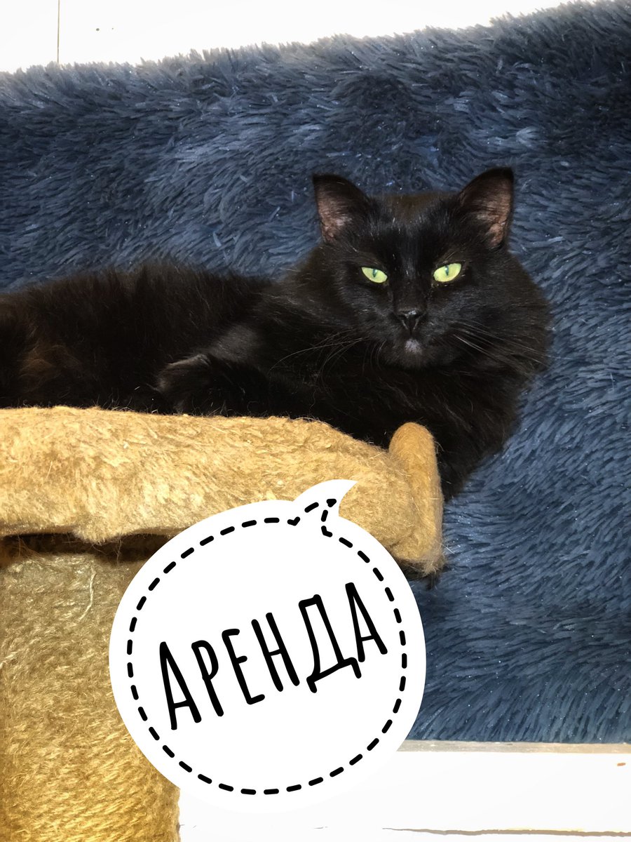 СБОР СРЕДСТВ НА АРЕНДУ ПОМЕЩЕНИЯ и КУ🆘
Котикам повезло, они не различают дни по дням недели. У них стабильный режим и распорядок дня. А мы следим за календарем, так как знаем, что 1 декабря нам надо оплатить АРЕНДУ помещения приюта и КУ. Общая сумма составляет 100 835 руб.
Для…