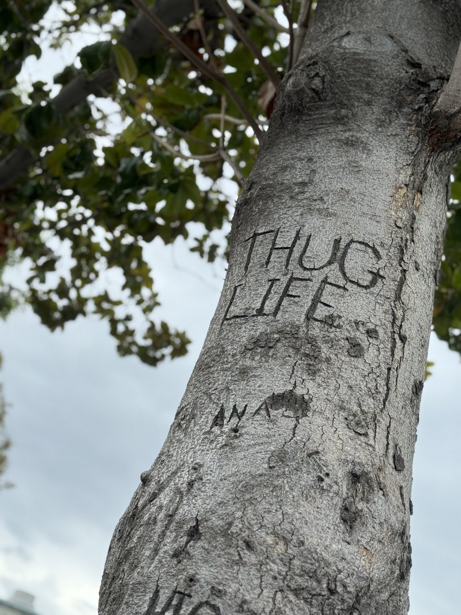 LFGweb3's tweet image. gm friends 🌲☕️
have a splendid tuesday ✌️

hardwood (2025) || ontario, cali