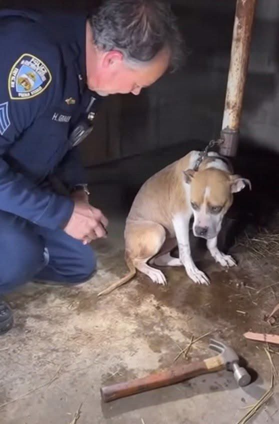 MrPitbull07's tweet image. A chained pitbull, a hammer, and a flooded basement. The officer who found him wasn&apos;t prepared for what he saw.

Officer Hank Brady, just two years from retirement, got the call. It wasn&apos;t an emergency, just a &quot;public assist.&quot; A city worker was at a condemned property to shut off…