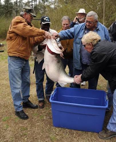 RawAlabama's tweet image. The world&apos;s largest landlocked striped bass weighed 69 pounds, 9 ounces, and was caught by James R. Bramlett on February 28, 2013, in the Black Warrior River, Alabama. The fish was caught near the Gorgas Steam Plant.