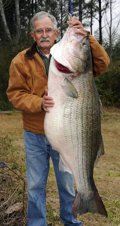 RawAlabama's tweet image. The world&apos;s largest landlocked striped bass weighed 69 pounds, 9 ounces, and was caught by James R. Bramlett on February 28, 2013, in the Black Warrior River, Alabama. The fish was caught near the Gorgas Steam Plant.