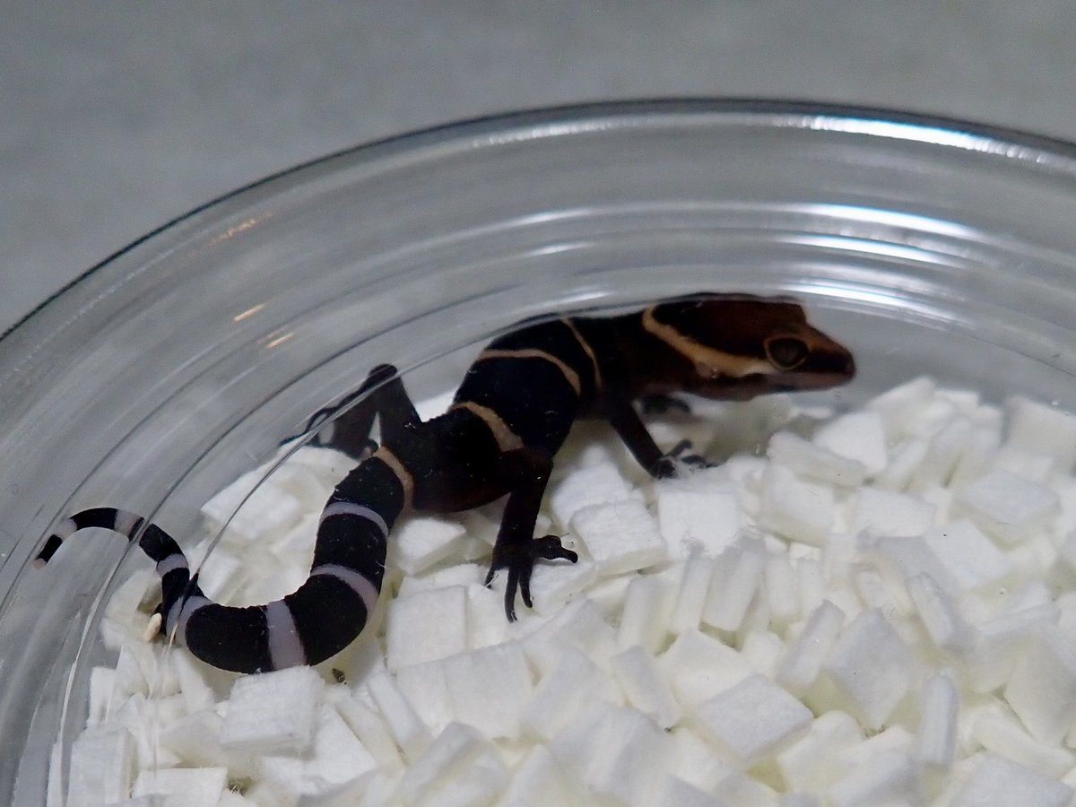 ぶりくら市で買ったもの。

ドクトカゲラヴァーさん<a href="/DokutokageLover/">ドクトカゲラヴァー</a> と豹紋堂さん<a href="/hachu260303/">豹紋堂 nakasho</a> から、バワンリントカゲモドキ。

会場で急にバワンリンに目覚めました。
トリオになっていることを願います。

#burikura