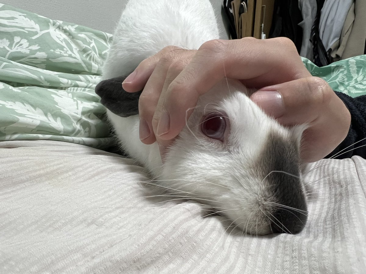 なでなで
#うさぎ
#ヒマラヤン
#ヒマ日記　521日目