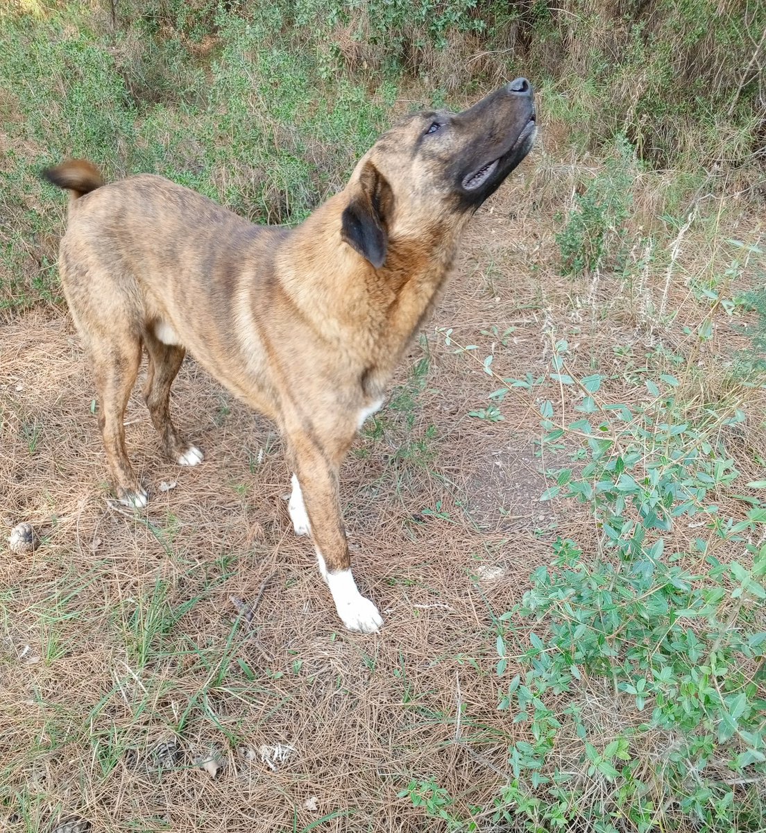 Bu aslan parçası tüm gün bana eşlik etti 🙏🐶🥰💚