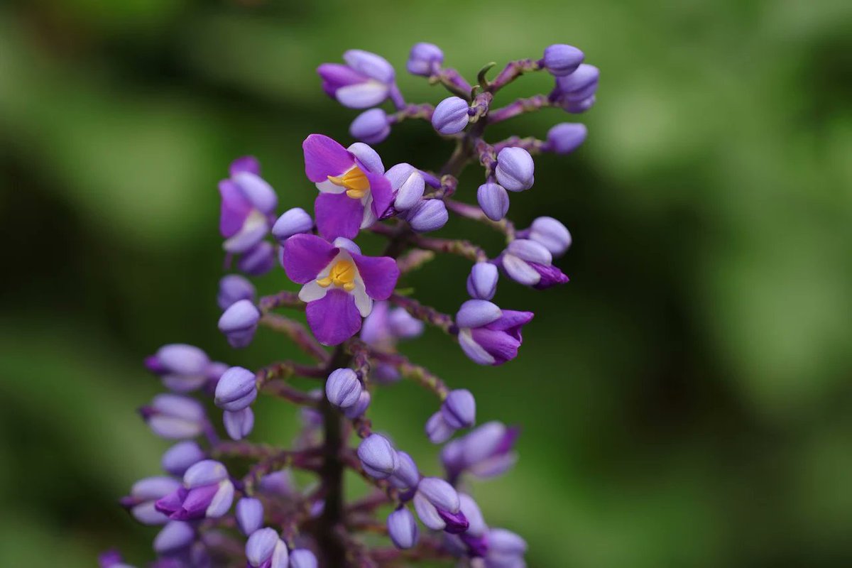 t_a_m_a_ch's tweet image. 皆さんおはたま🍒

睡眠不足で頭が働かないので短めに...

昨日のささやかなやり取りを書いときますね

部長「Ｋ君、りゃんめんテープあるかな？」

Ｋ「りゃんめんテープ？りょうめんテープならありますけど」

部「ほらあるじゃないか」

Ｋ「いやこれはりゃんめんテープじゃないですよ？」…