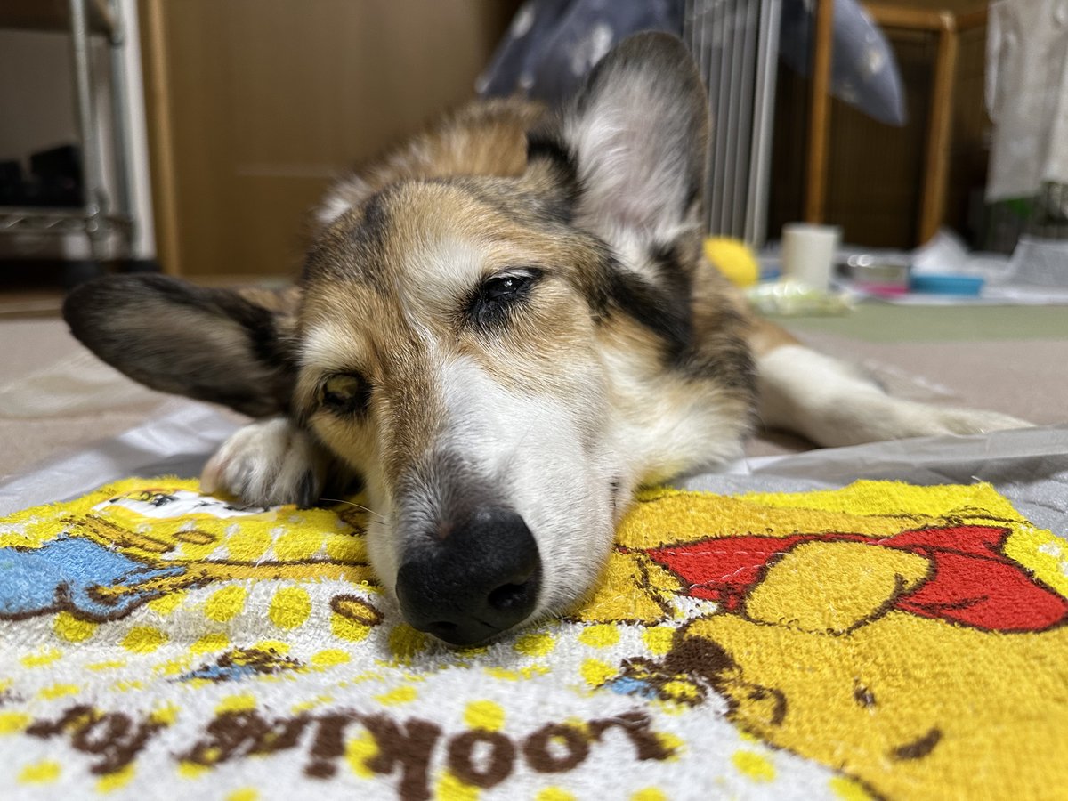 sz_code500's tweet image. おやすみ #corgi