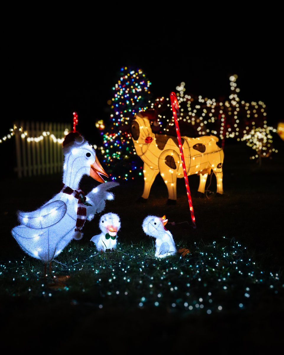 It’s the holiday season, and Kelsay Farms’ annual Holiday Stroll opens on Nov. 28. Enjoy cozy concessions while viewing lighted displays and playing fun winter games. Learn more: festivalcountryindiana.com/the-holiday-st…
#festcountryin