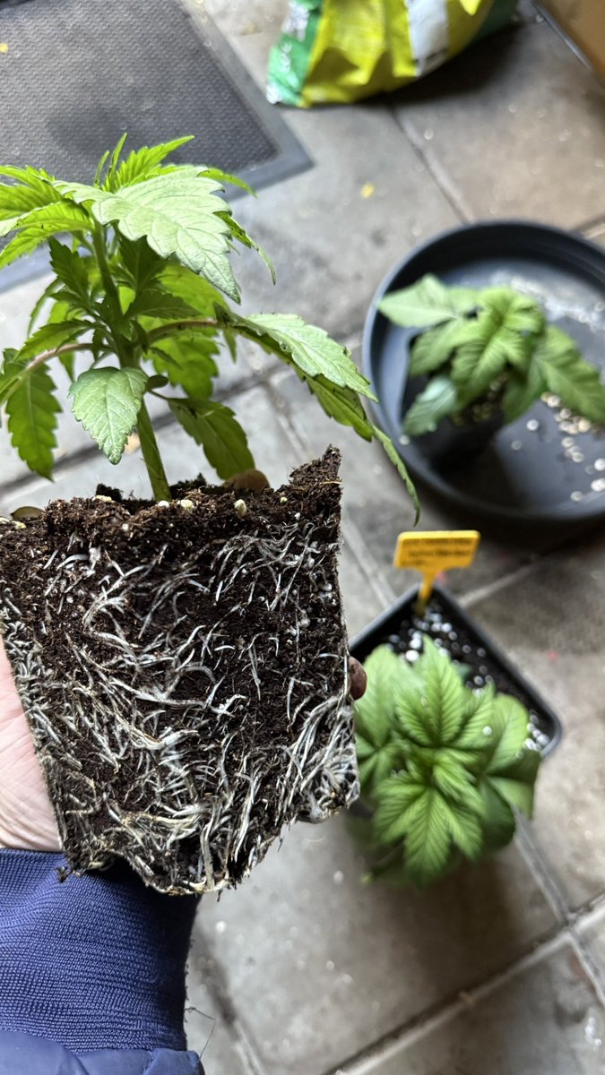 groweeed's tweet image. 3weeks
Ice Cream Haze  @DutchPassion_ 
Super Boof  @BarneysAms 

I make my soil from scratch.
Still learning, but it starts with worm compost.

#amsterdam #amsterdamweed