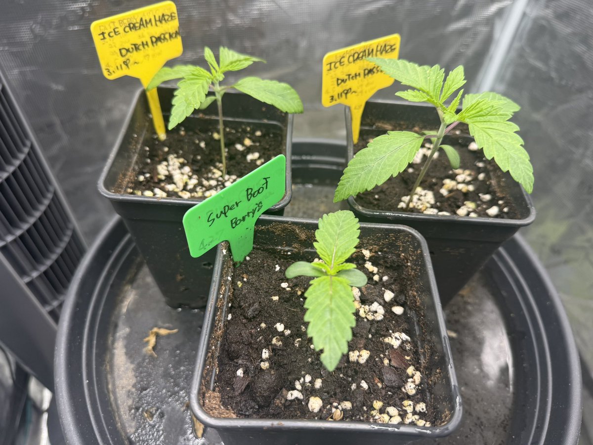 groweeed's tweet image. 3weeks
Ice Cream Haze  @DutchPassion_ 
Super Boof  @BarneysAms 

I make my soil from scratch.
Still learning, but it starts with worm compost.

#amsterdam #amsterdamweed