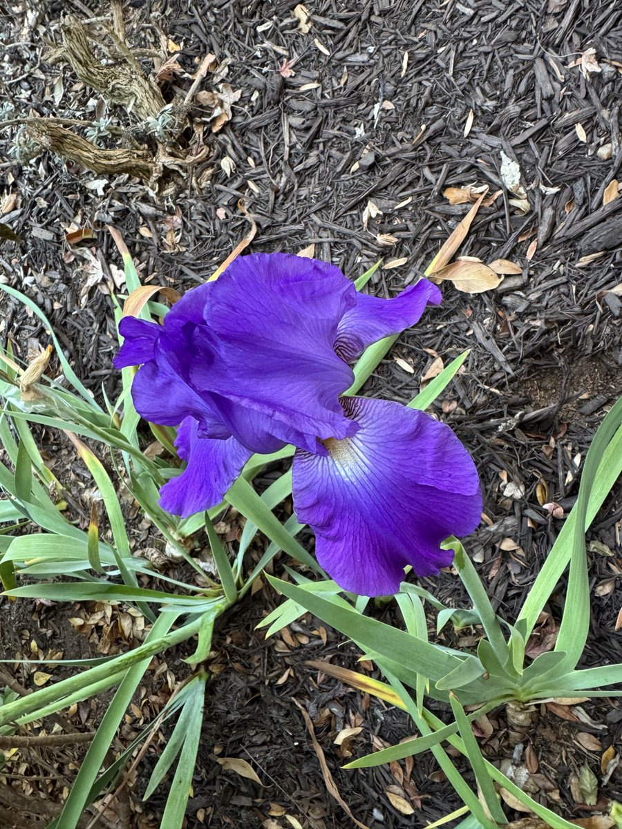 Thrilled to see my late-blooming #irises budding and blossoming in late November! #gardening
