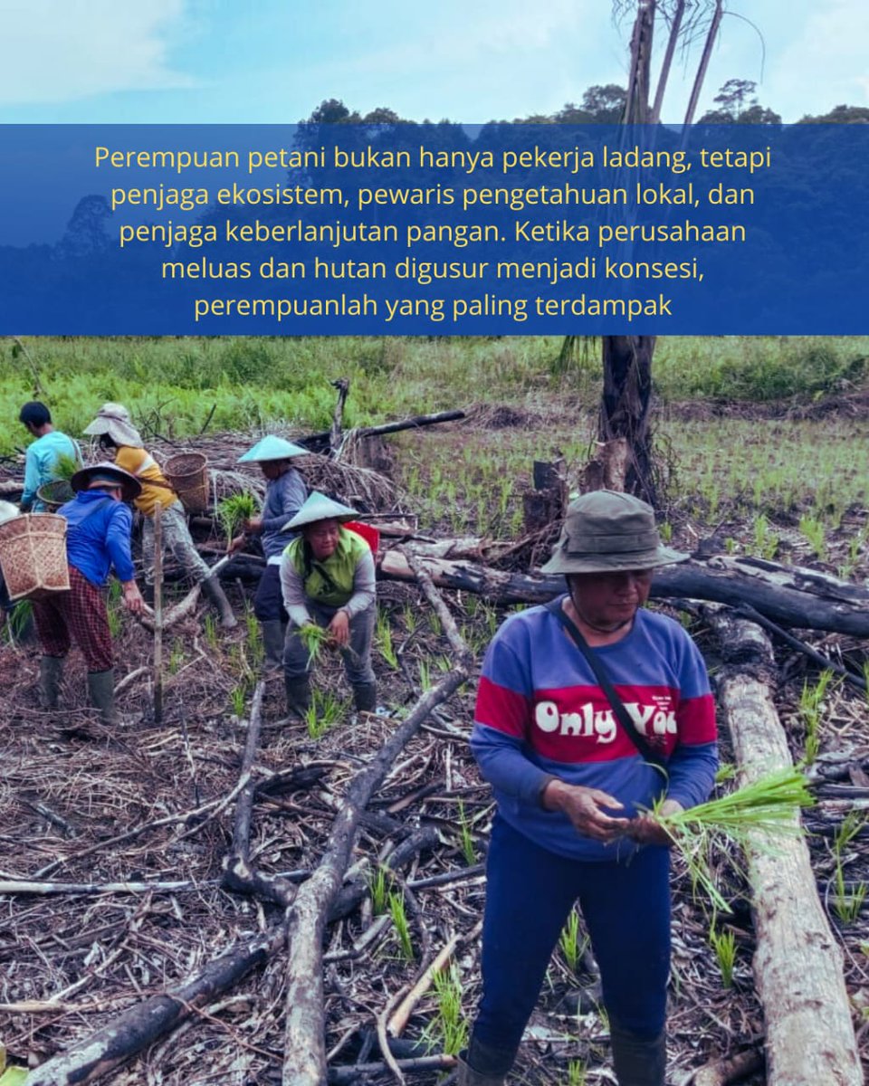 LinkARBorneo's tweet photo. ⚠️Perempuan Adat, Anak-anak &amp; Pangan Lokal dibawah belenggu Mayawana Persada. Akibat pembabatan hutan, alih fungsi lahan, pengrusakan ekosistem gambut, lahan pertanian &amp; agroforestri milik masyarakat adat 

#perempuanadat #womenempowerment #foodsovereignty  #deforestation https://t.co/5alTGTu6i7