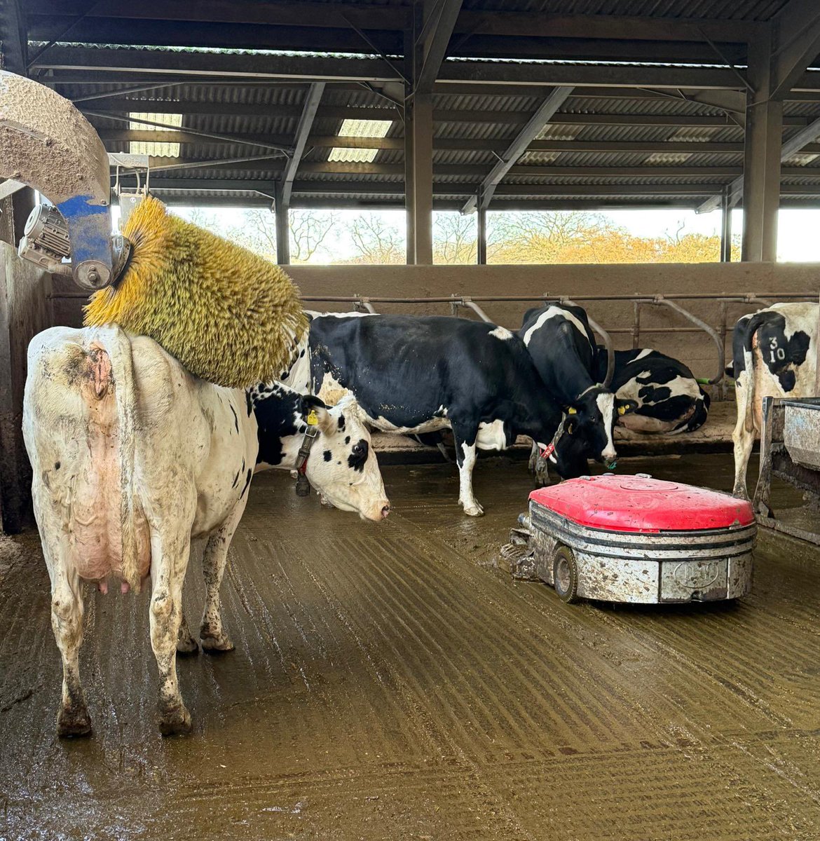 _RobbieMoore's tweet image. Great to visit Mount Pleasant School Farm near Bromsgrove alongside @BradleyThomasUK meeting local farming families.

Our message to the Chancellor is clear: Change course on the family farm tax and family business tax or risk destroying generations of British farming.