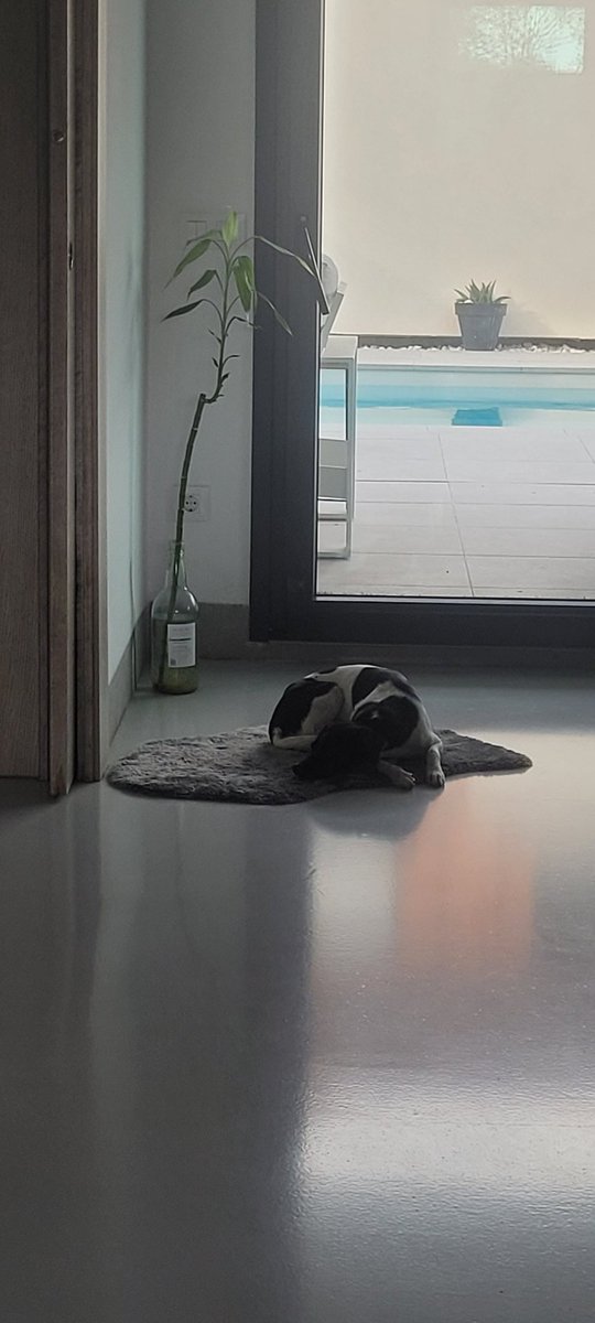 rociolozano73's tweet image. A quién  buen árbol  se arrima...
#tabernaderguerrita
#contubernio