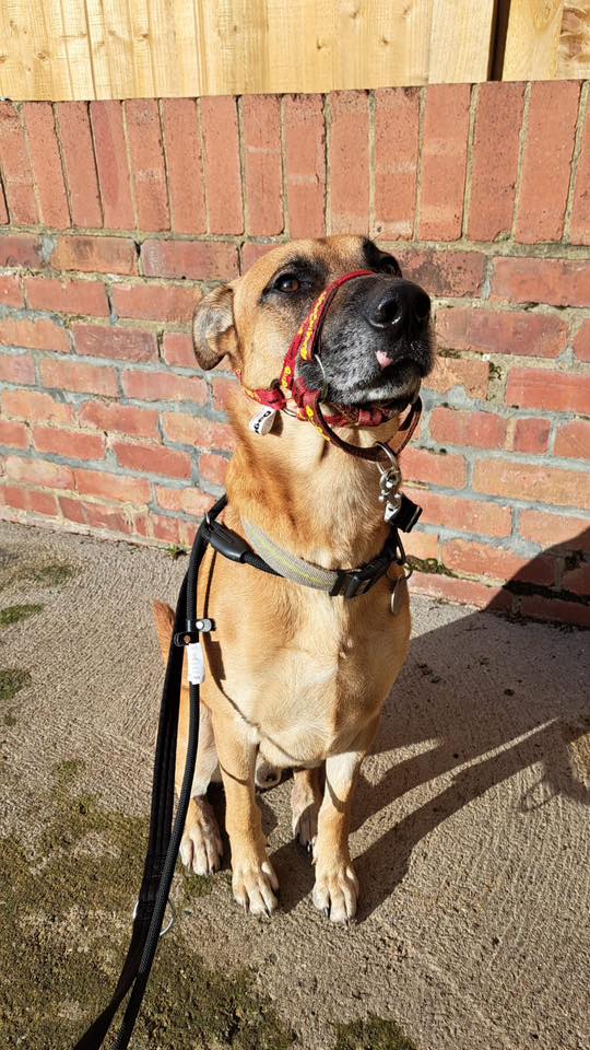 Milo is 3yrs old and he is such a lovely boy who can live with older kids. Milo recently had a #foster break where he was clean and well behaved in the home and would love a permanent home please 
#germanshepherd #dogs #germanshepherd 
gsrelite.co.uk/milo-14/