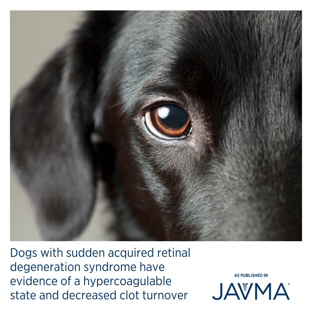 AVMAJAVMA's tweet image. Dogs with sudden acquired retinal degeneration syndrome are hypercoagulable; reduced clot lysis may contribute to thrombus-associated ischemic risk. 👁 Open access article: jav.ma/sards @ncstatevetmed @uwvetmed @tamuvetmed #fibrinolysis #thrombus #ischemia #SARDS