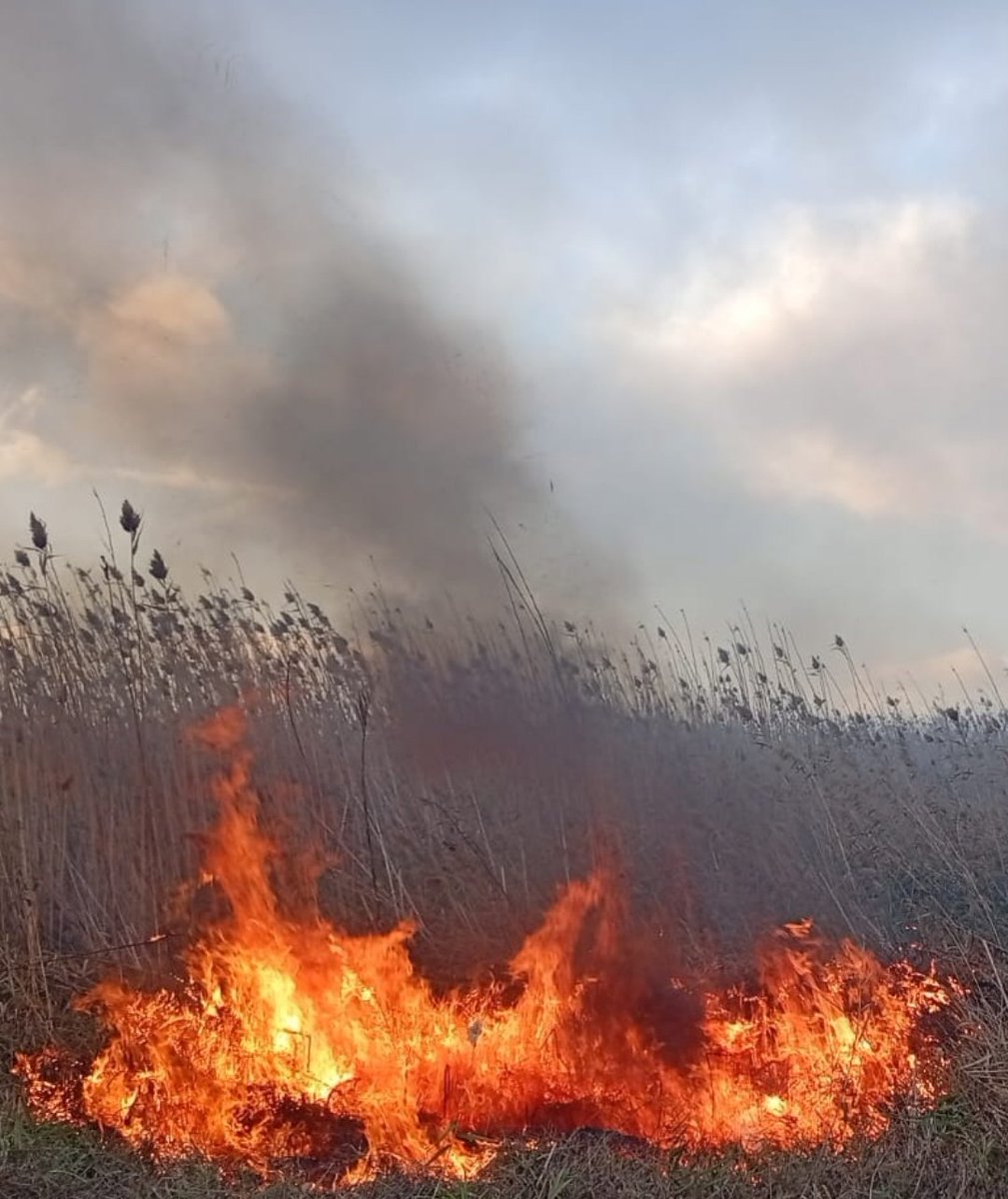 InForestMed's tweet image. Bona feina al Parc Natural de S&apos;Albufera de Mallorca.
Crema prescrita per conservació dels hàbitats de la zona humida i formació del operatiu d&apos;extinció. 
 @ibanat_IB
Prevenir és actuar.