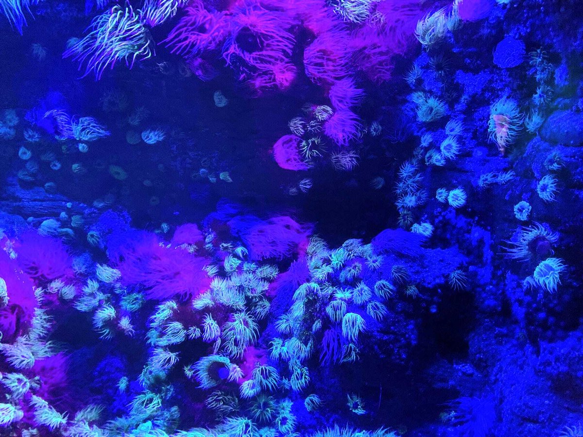 KAESocial's tweet image. Our KAE students did some underwater exploration at the SEA LIFE London Aquarium! Practising English while looking at vibrant marine life right in the heart of London? Sign me up (to the #kaesocialprogramme)! 
.
.
.
.
.
#StudentLife #LearningBeyondTheClassroom
