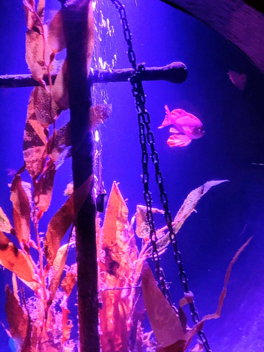 KAESocial's tweet image. Our KAE students did some underwater exploration at the SEA LIFE London Aquarium! Practising English while looking at vibrant marine life right in the heart of London? Sign me up (to the #kaesocialprogramme)! 
.
.
.
.
.
#StudentLife #LearningBeyondTheClassroom