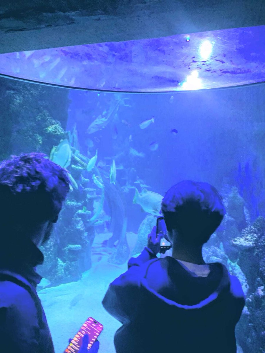 KAESocial's tweet image. Our KAE students did some underwater exploration at the SEA LIFE London Aquarium! Practising English while looking at vibrant marine life right in the heart of London? Sign me up (to the #kaesocialprogramme)! 
.
.
.
.
.
#StudentLife #LearningBeyondTheClassroom