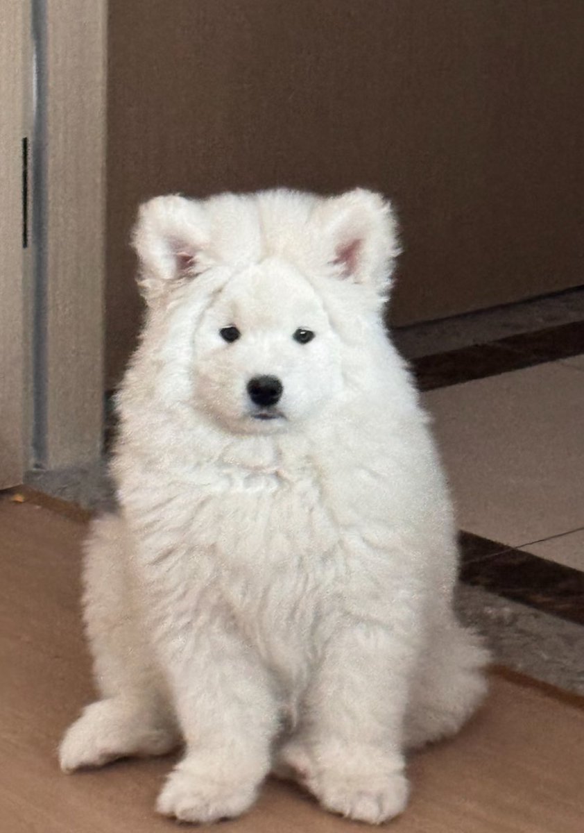 도토리 tweet media