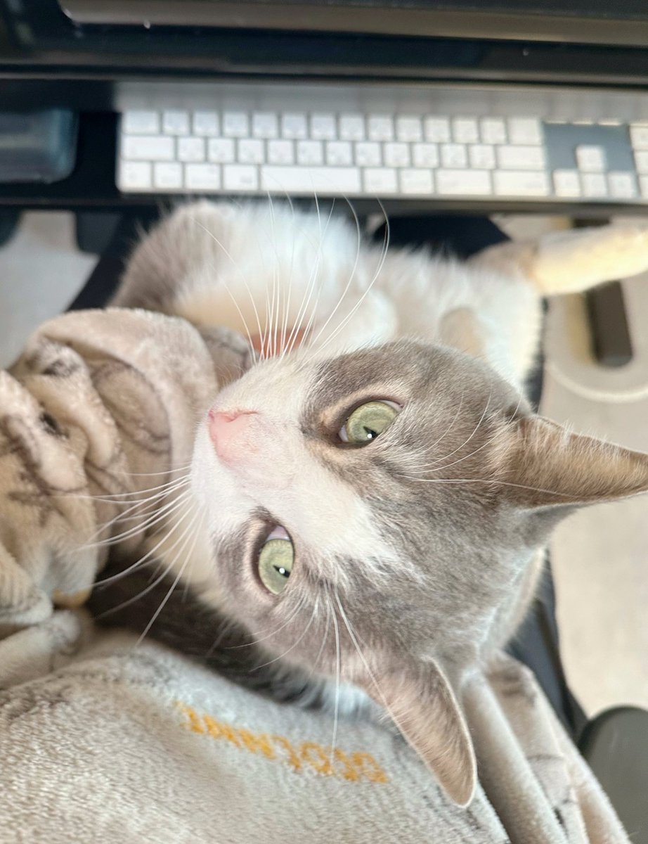 nekochaniru's tweet photo. 最近はぬいぐるみみたいにおすわりして作業を見守ってくれるぷくちゃん…後頭部かわいすぎる…🥺💕 https://t.co/2oLFG1fPtE