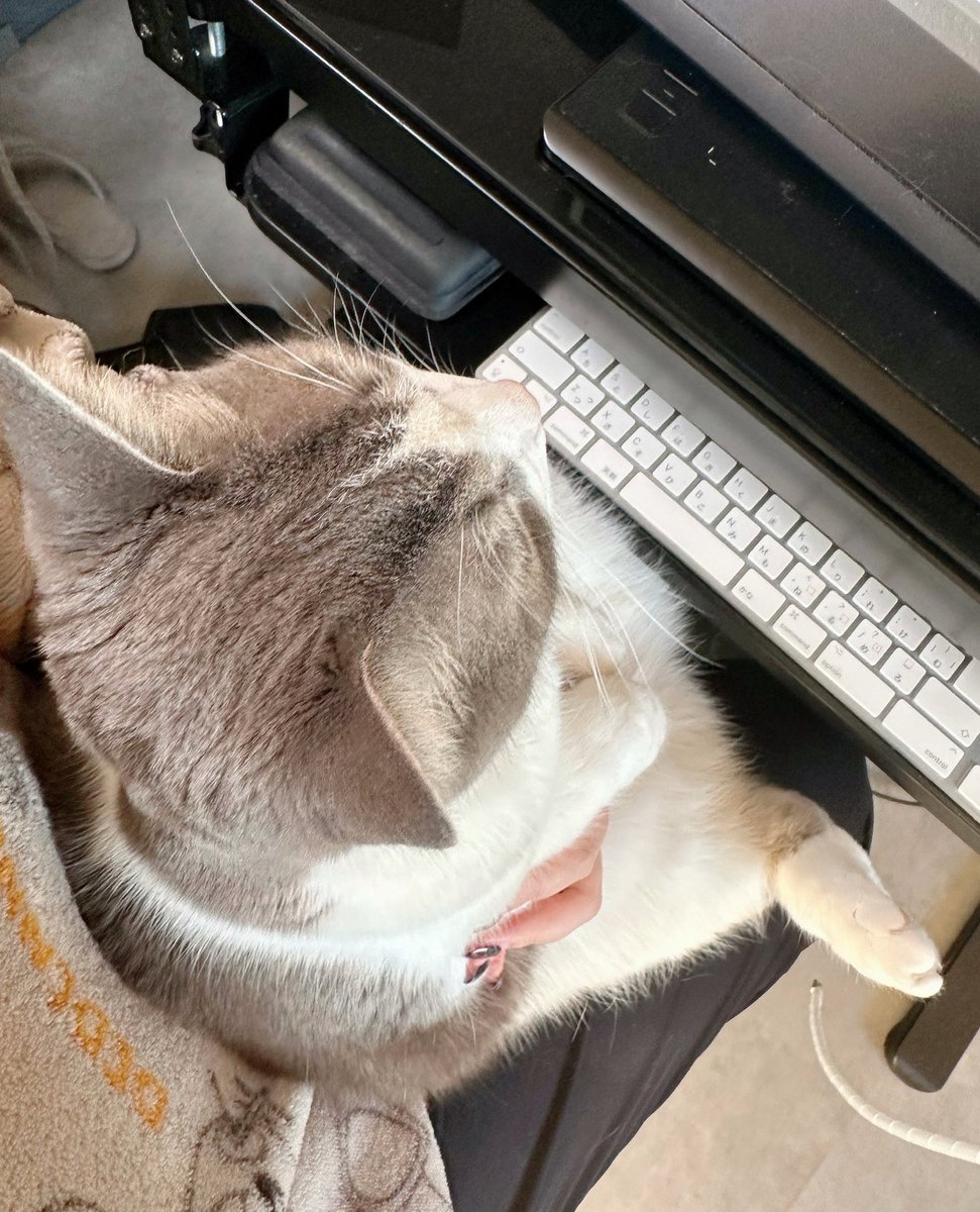 nekochaniru's tweet photo. 最近はぬいぐるみみたいにおすわりして作業を見守ってくれるぷくちゃん…後頭部かわいすぎる…🥺💕 https://t.co/2oLFG1fPtE