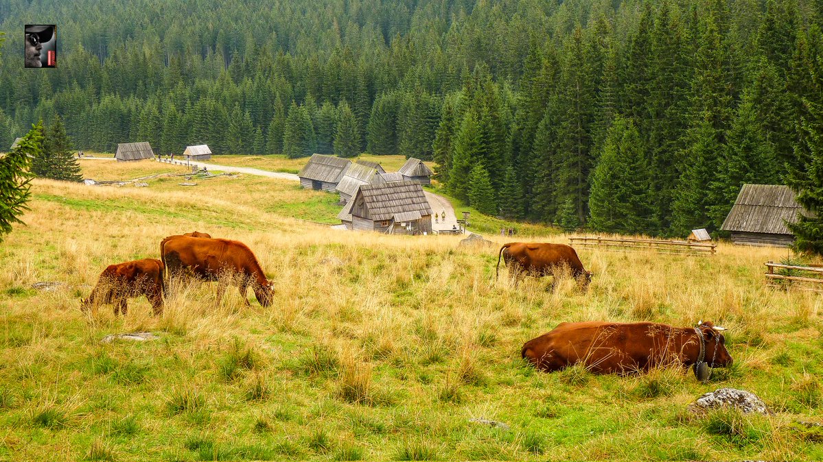 MrNowosielski's tweet image. Niedźwiedzie czy tam inne dźwiedzie.

#WildLifePhotography #WildLife #Predators #Nature

😀