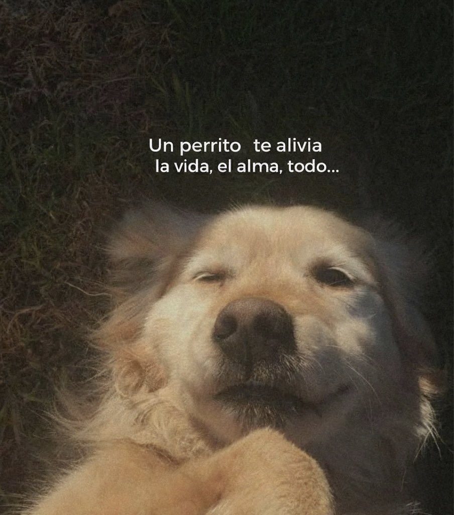 Dilo con perritos (@diloconperritos) on Twitter photo 