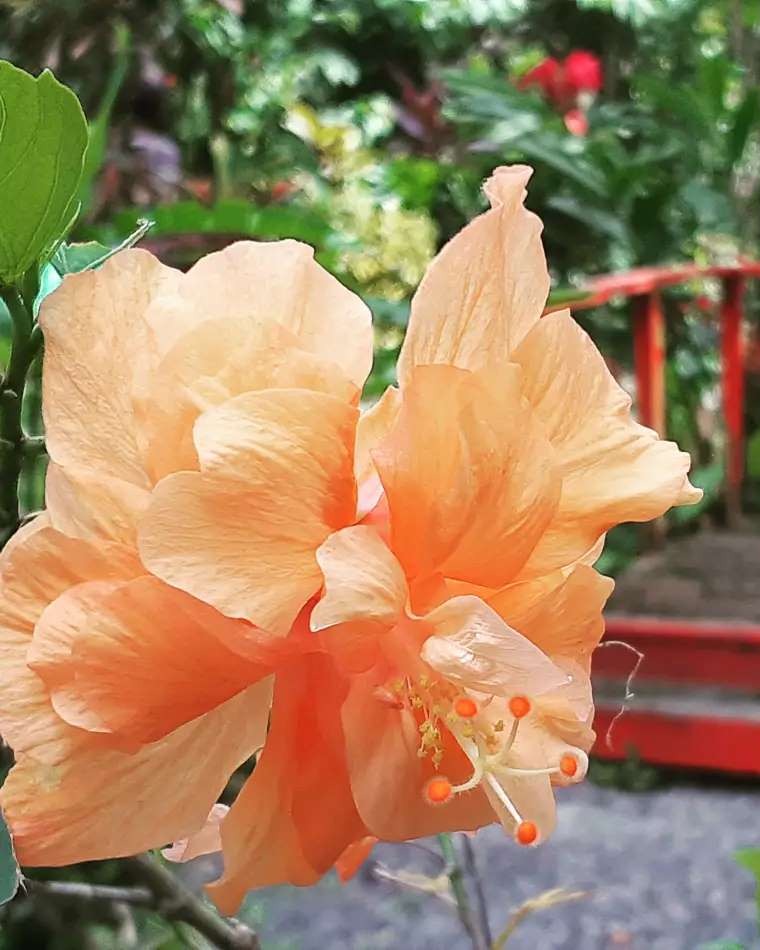 Immerse yourself in Saint Lucia’s untamed beauty and uncover hidden natural treasures at <a href="/DiamondStLucia/">Diamond Botanical Gardens</a>. From vibrant tropical flora to soothing mineral springs, this lush escape is your gateway to island adventure. 
#TravelSaintLucia