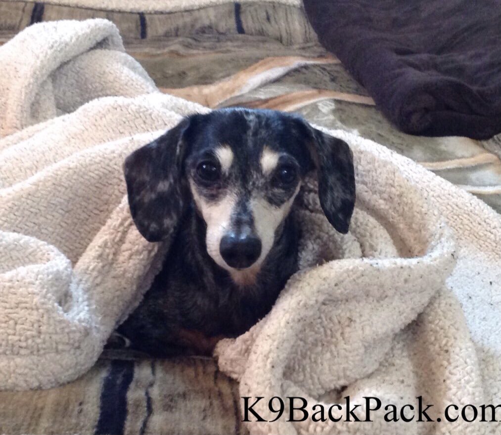 K9BackPack's tweet image. Our challenge during our dog’s #IVDD episode is to be as strong as they are.  Dogs don't look back, don't have regrets, and don't worry about tomorrow.  They are resilient and will keep enjoying life as long as they can be pain free and have our love.  🐾❤️🐾