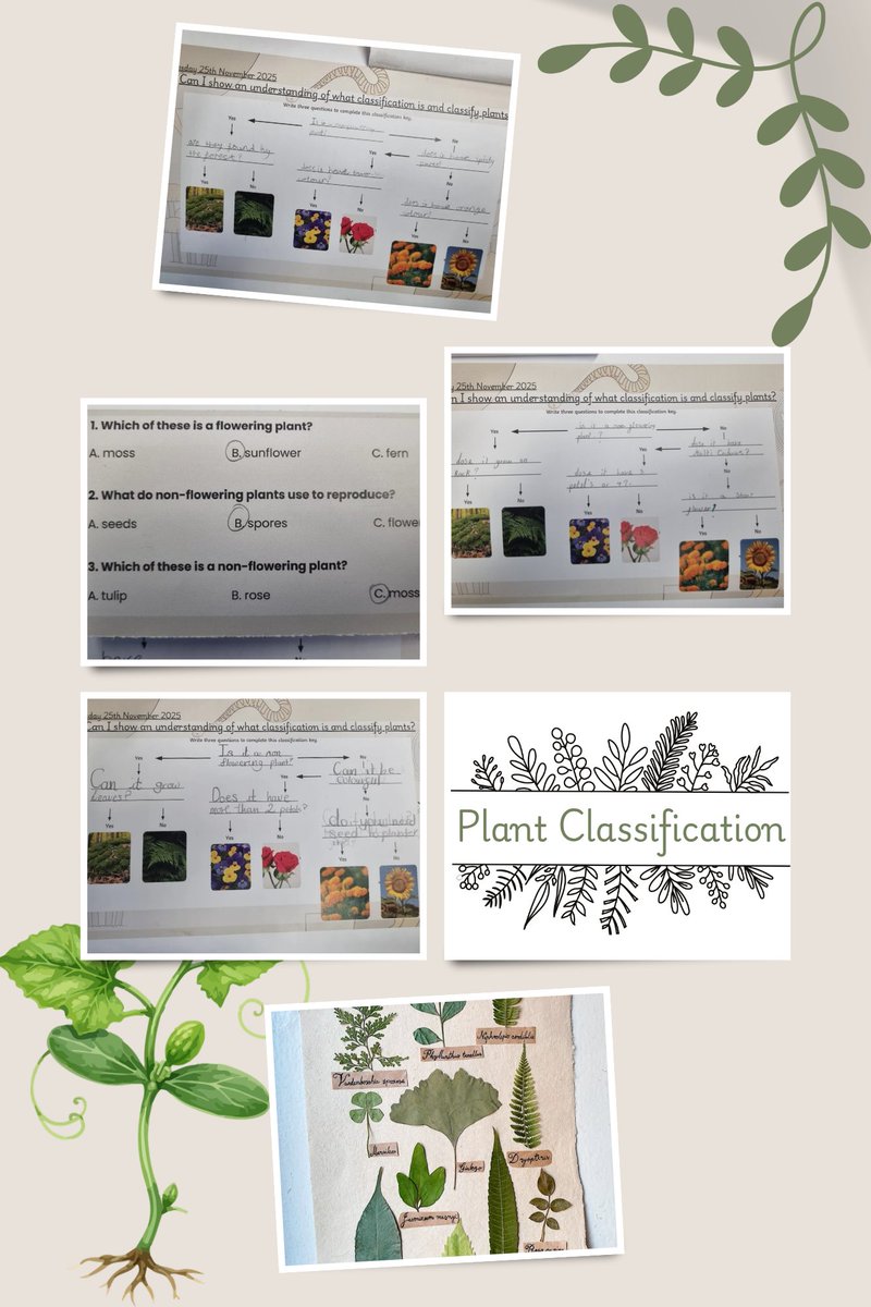 MissSQ_RMPA's tweet image. In Science today, we had another lesson on classification but this time we looked at plants 🌿 Also, the children amazed me with all the knowledge they&apos;ve retained throughout our living things topic!👏🏽