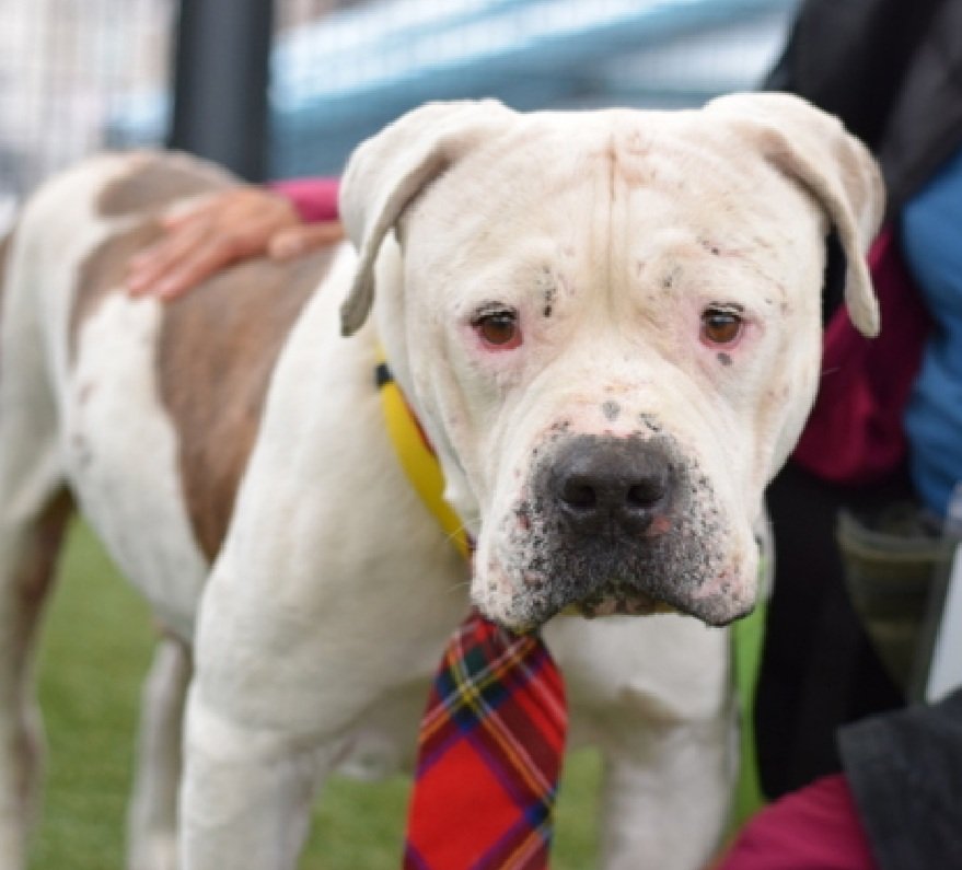 MorgFairsdogs's tweet image. Pecan Pie 241978
Relisted TBK 11/29
#NYCACC #AdoptMe 
He is a friendly 8 yr old boy
Has severe pyoderma, on antibiotics &amp;amp; steroids, but needs bathing &amp;amp; topical treatments they will not provide🚑
Suspect underlying allergies
🟣Rebound Hounds wants to save him but needs a #foster…