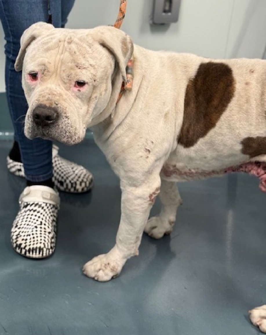 MorgFairsdogs's tweet image. Pecan Pie 241978
Relisted TBK 11/29
#NYCACC #AdoptMe 
He is a friendly 8 yr old boy
Has severe pyoderma, on antibiotics &amp;amp; steroids, but needs bathing &amp;amp; topical treatments they will not provide🚑
Suspect underlying allergies
🟣Rebound Hounds wants to save him but needs a #foster…
