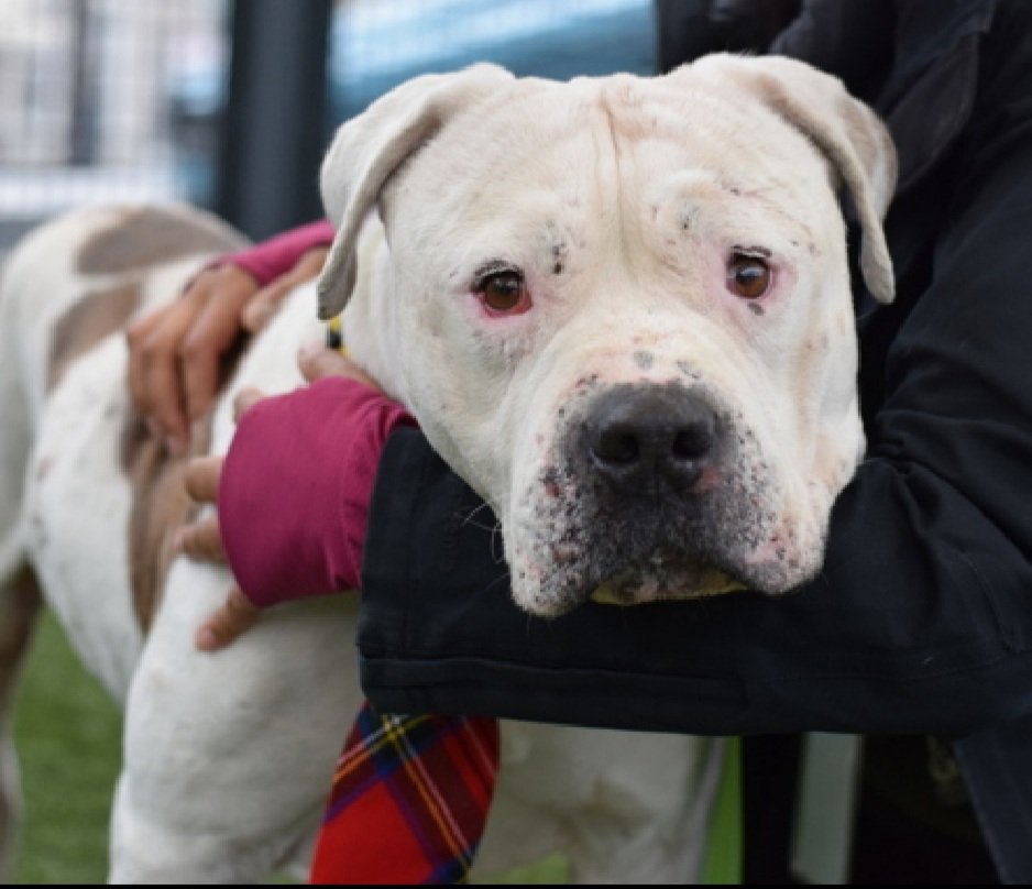 MorgFairsdogs's tweet image. Pecan Pie 241978
Relisted TBK 11/29
#NYCACC #AdoptMe 
He is a friendly 8 yr old boy
Has severe pyoderma, on antibiotics &amp;amp; steroids, but needs bathing &amp;amp; topical treatments they will not provide🚑
Suspect underlying allergies
🟣Rebound Hounds wants to save him but needs a #foster…