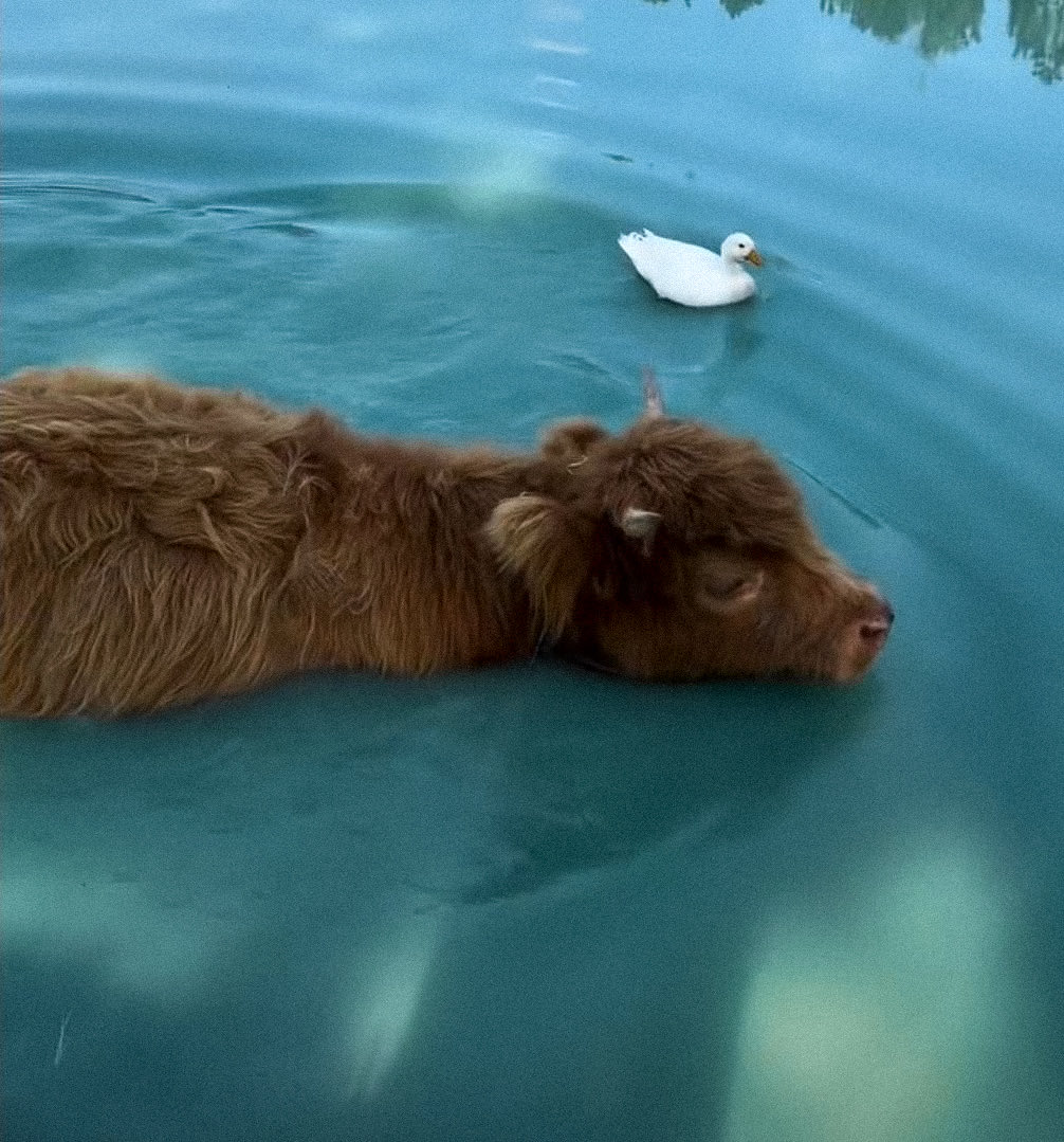 rikugiggles's tweet photo. need to keep sion calf agenda alive https://t.co/KedjJRlPS0