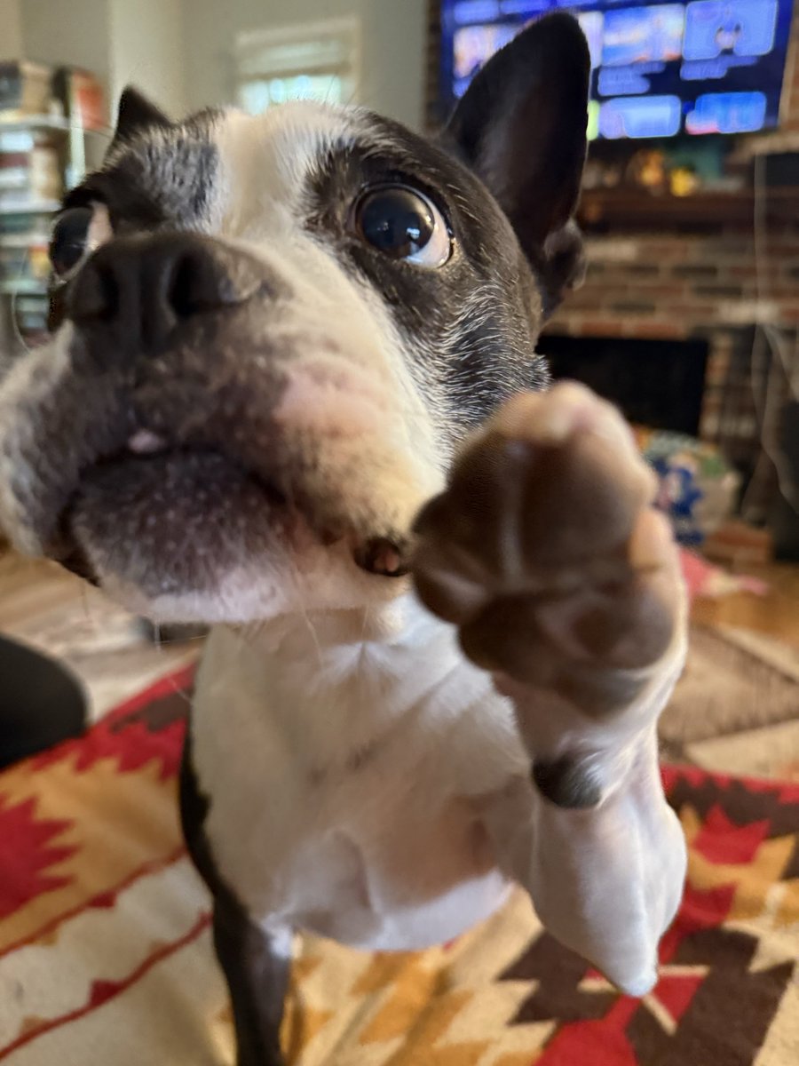 “Ummmm. This is bullshit” - Henry the Boston Terrier <a href="/JonesandKeefe/">Jones & Keefe</a>