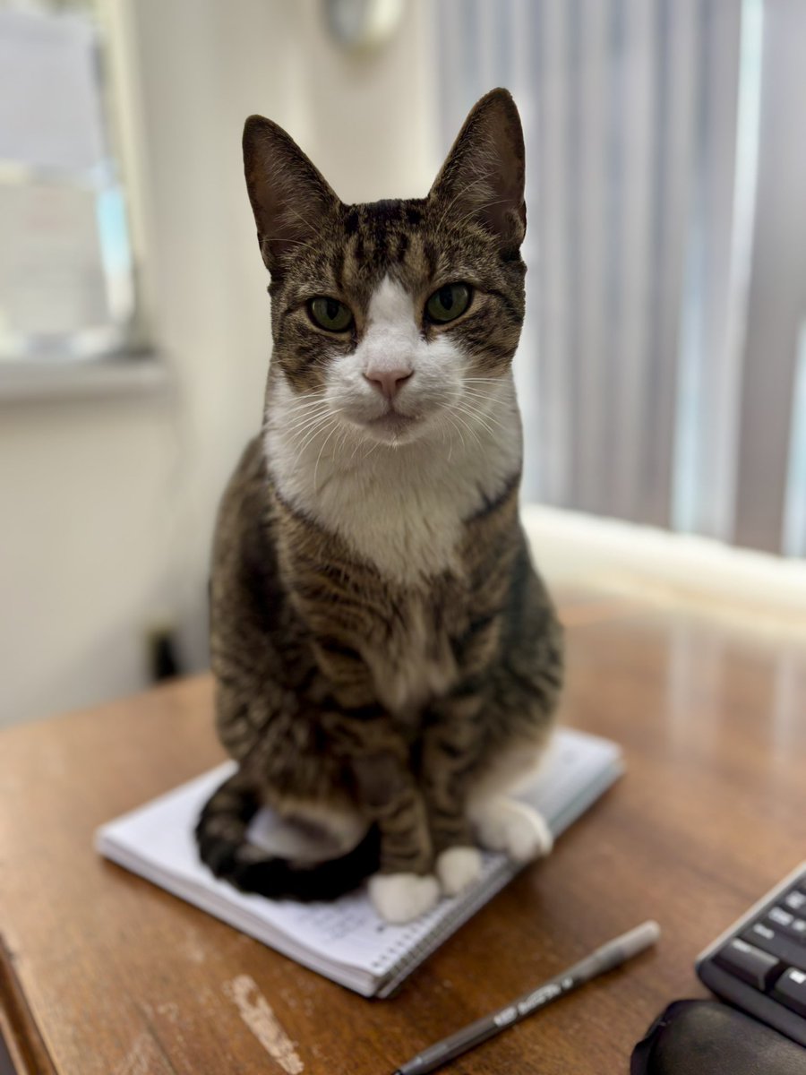 office cat is back to his regularly scheduled judging me now that he feels better after his surgery last week. the cutest rbf ever😻