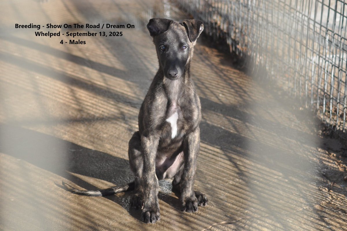RacingGreyhound's tweet photo. Young pups on the farm. https://t.co/bYBTwc6Stz